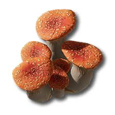 Ruby Bolete