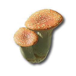 Pink Bolete