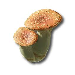 Pink Bolete