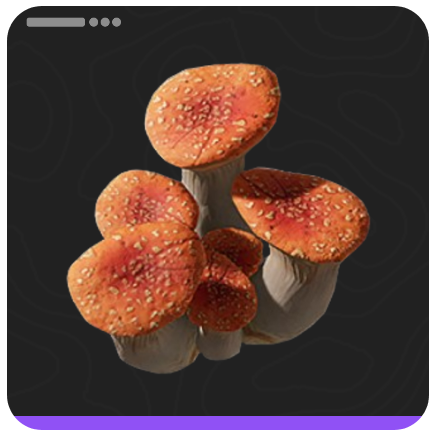 Ruby Bolete