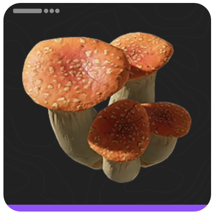 Red Bolete